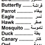 كلمات انجليزية مترجمة للعربية