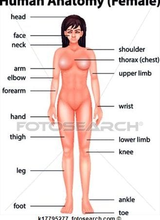 محادثة حول اجزاء الجسم باللغة الانجليزية محادثة حول اجزاء الجسم باللغة الانجليزية