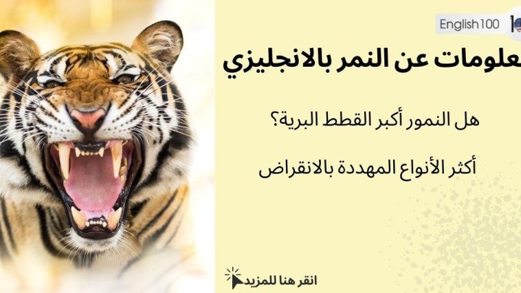 معلومات عن النمر بالانجليزي مع أمثلة English Information about Tigers with examples