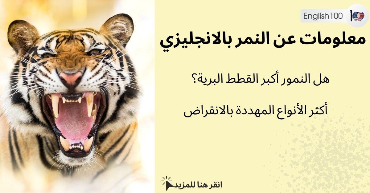 معلومات عن النمر بالانجليزي مع أمثلة English Information about Tigers with examples