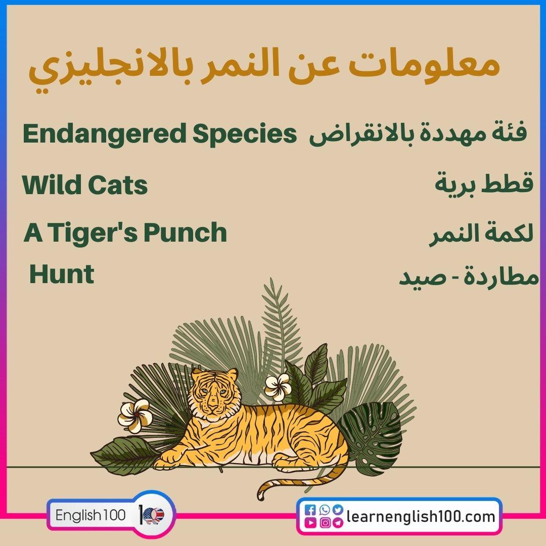 معلومات عن النمر بالانجليزي English Information about Tigers