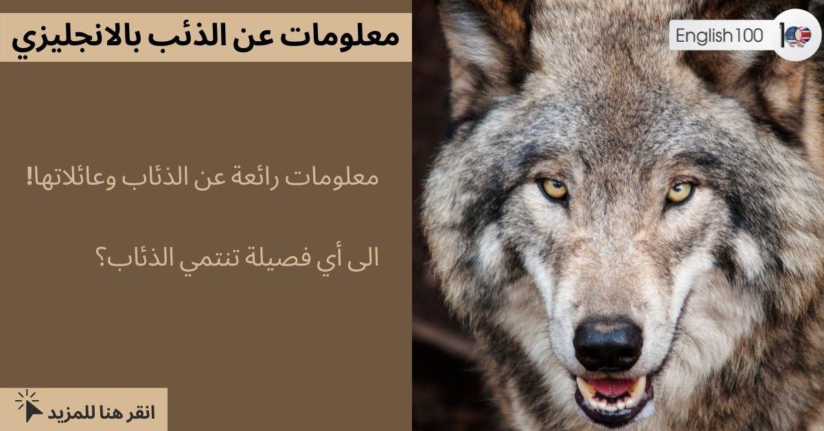 معلومات عن الذئب بالانجليزي مع أمثلة Information About the Wolf in English with examples