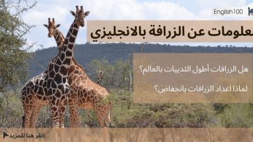 معلومات عن الزرافة بالانجليزي مع أمثلة Information about About Giraffe in English with examples
