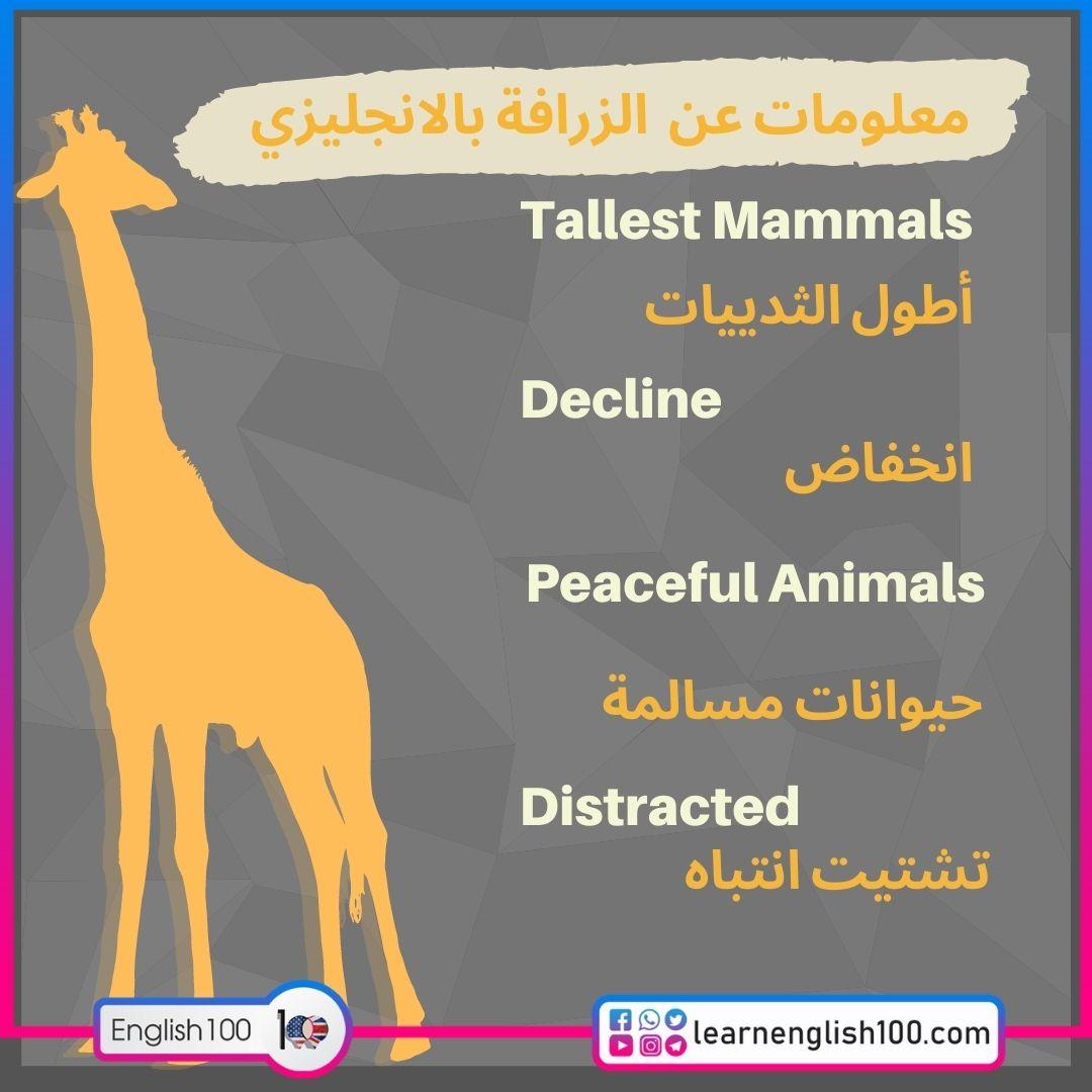 معلومات عن الزرافة بالانجليزي Information about About Giraffe in English