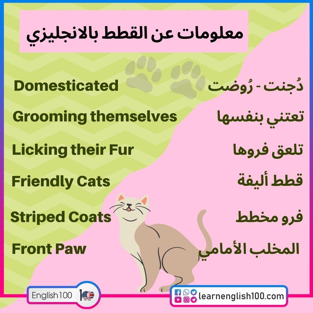 معلومات عن القطط بالانجليزي Information about Cats in English