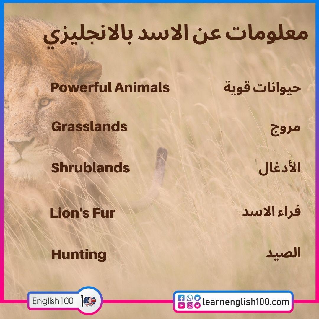 معلومات عن الاسد بالانجليزي Information about lion in English