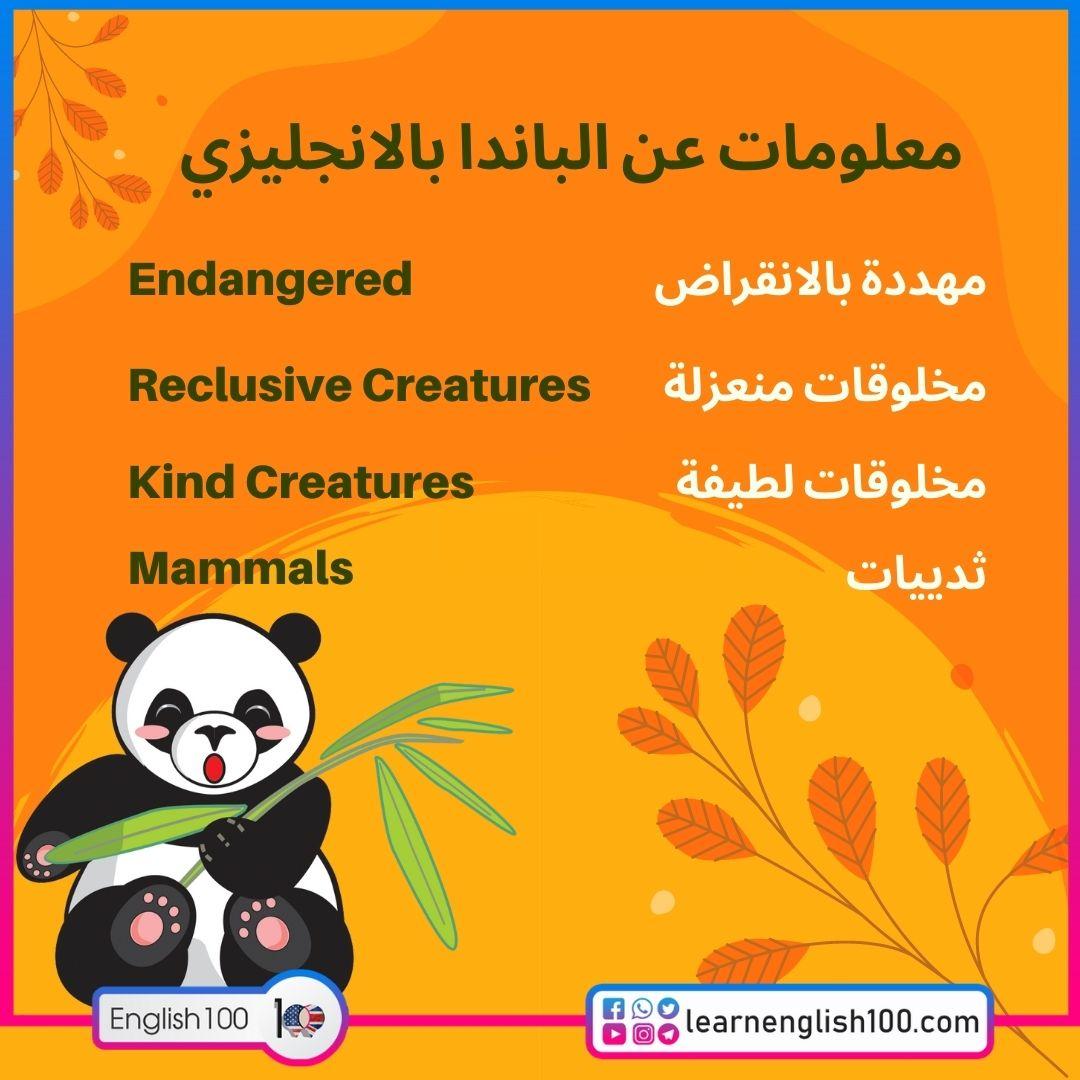 معلومات عن الباندا بالانجليزي قصير Information about Panda in English Short