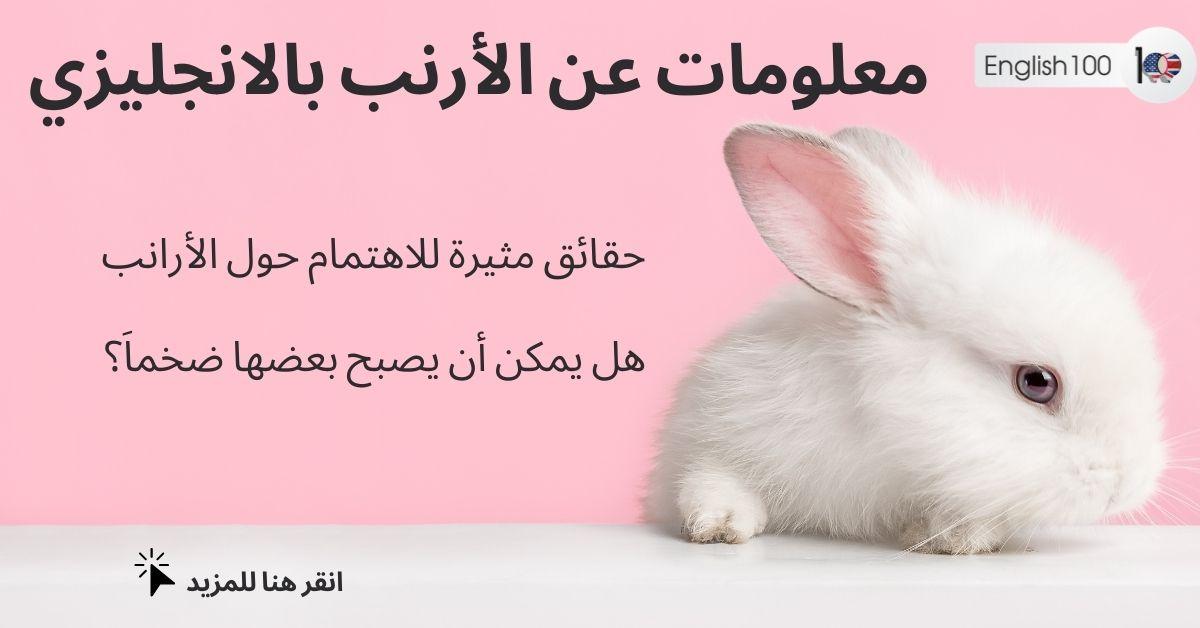 معلومات عن الارنب بالانجليزي مع أمثلة Information about Rabbit in English with examples