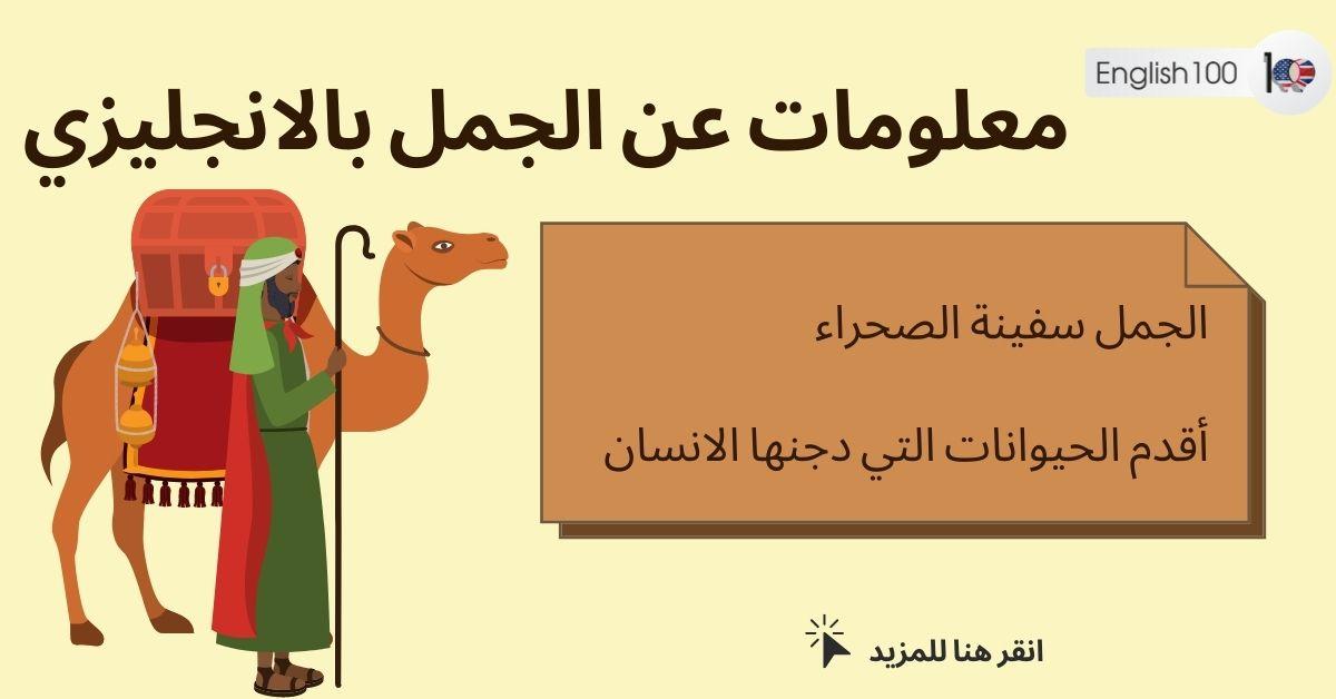 معلومات عن الجمل بالانجليزي مع أمثلة Information about the Camel in English with examples