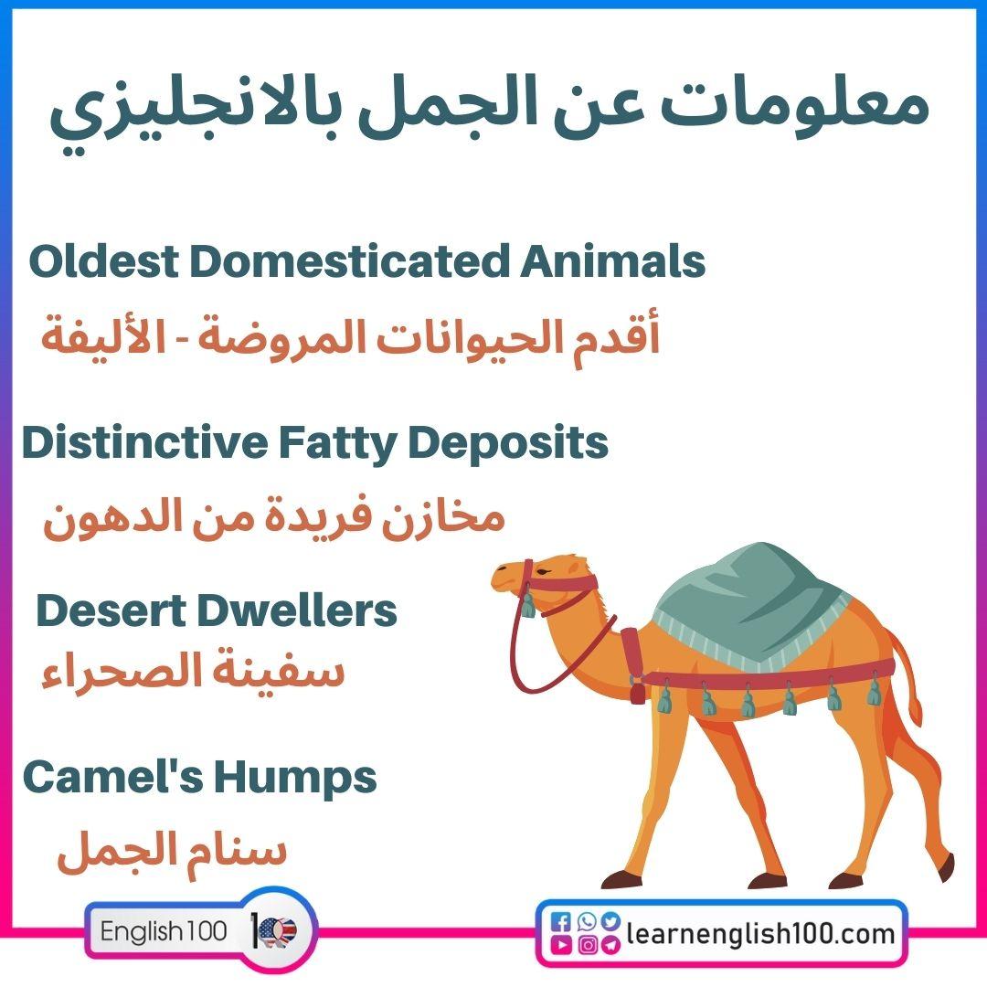 معلومات عن الجمل بالانجليزي Information about the Camel in English
