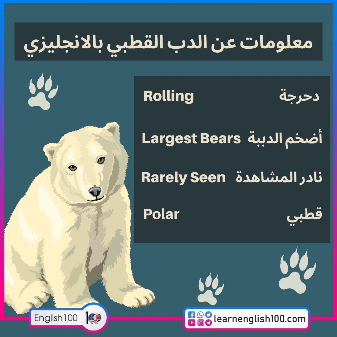 معلومات عن الدب القطبي بالانجليزي Information About the Polar Bear In English