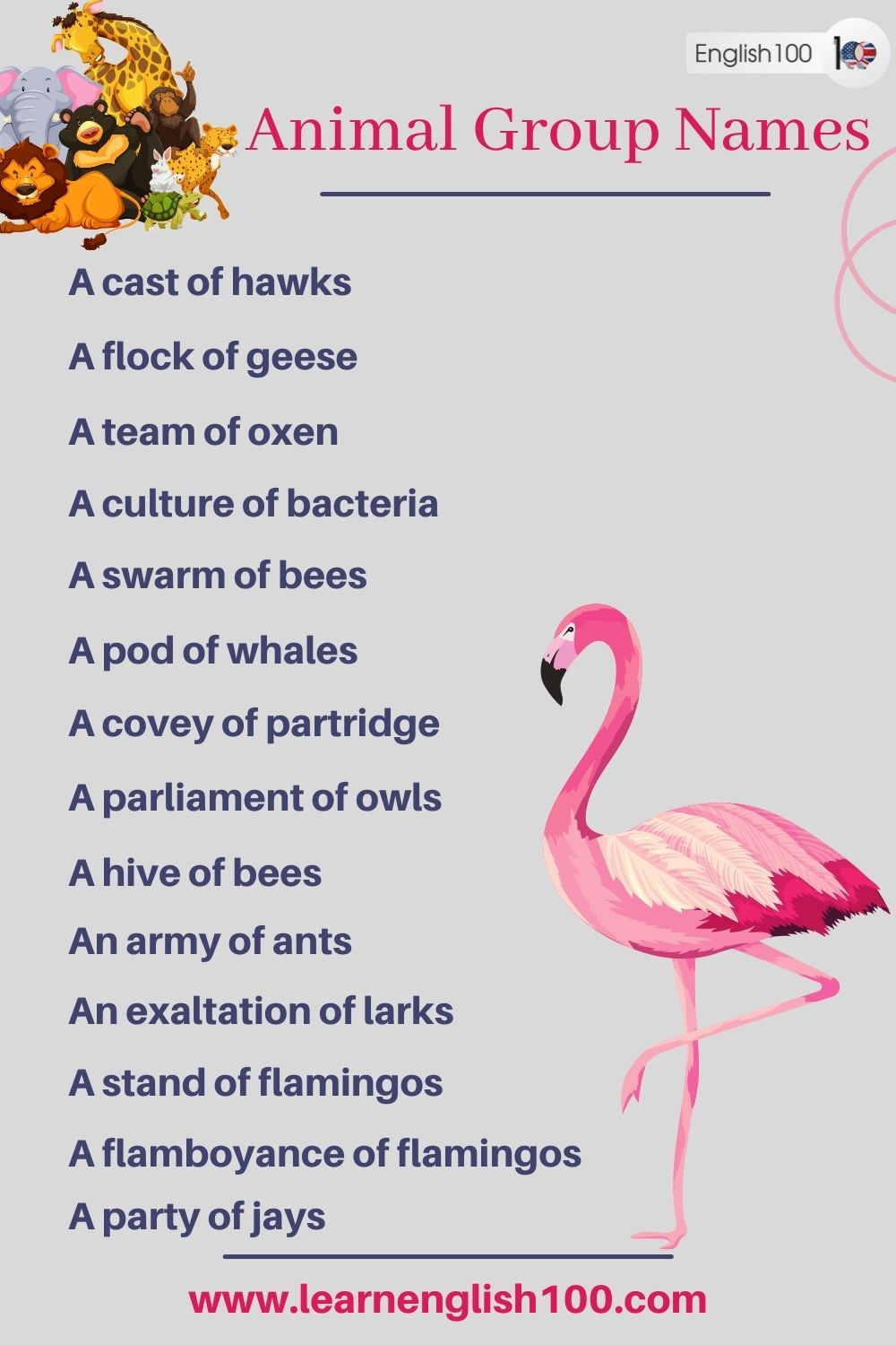 What Is A Group Of Animals Called Quiz