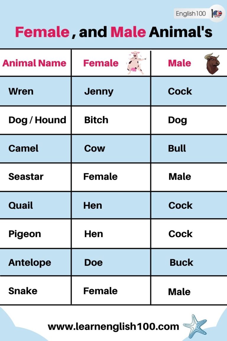 Female and Male Animals' Names in English! - English 100