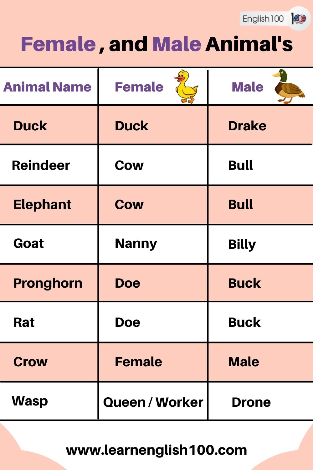Male And Female Animals Telegraph
