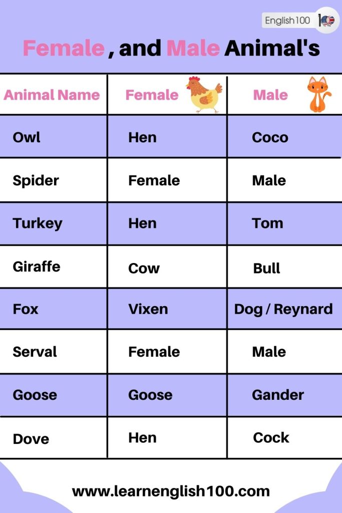 Female and Male Animals' Names in English! - English 100