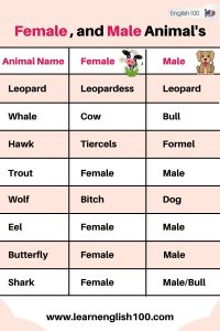 Female and Male Animals' Names in English! - English 100