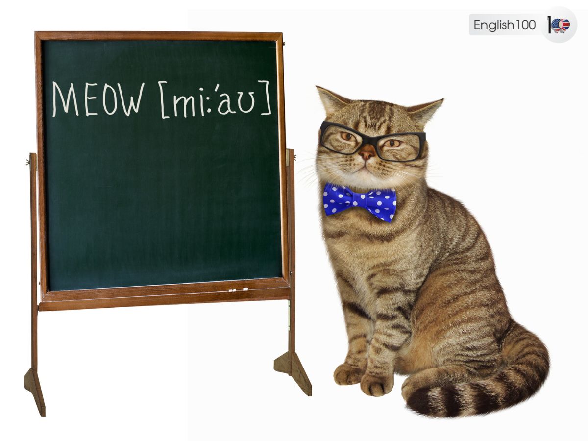 can cats learn English with examples