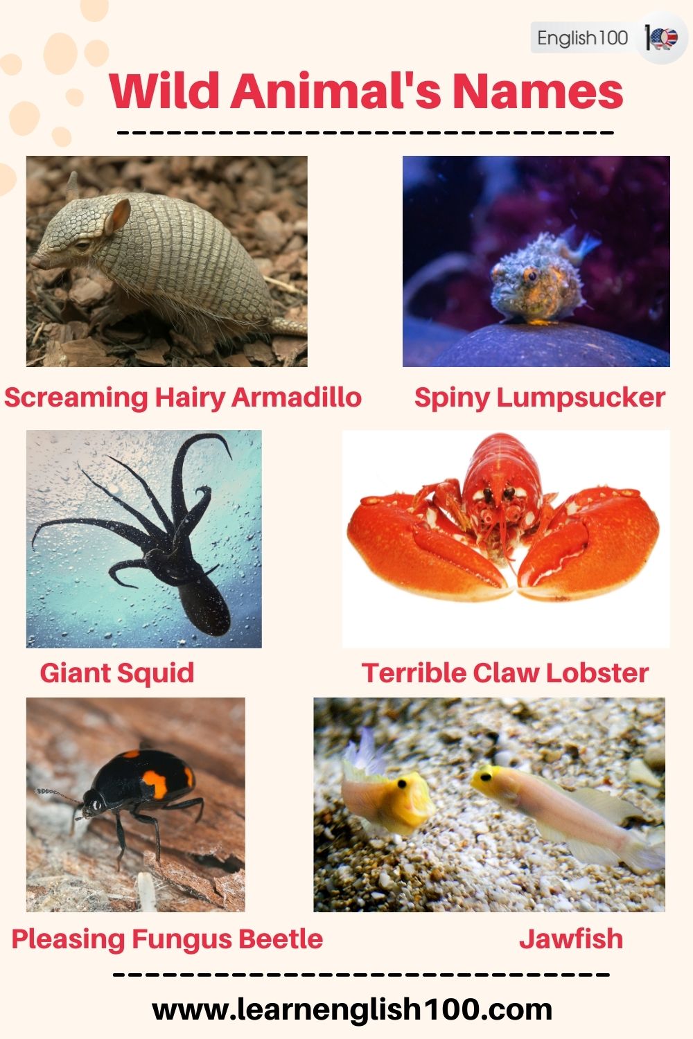 Wild Animals Names English 100