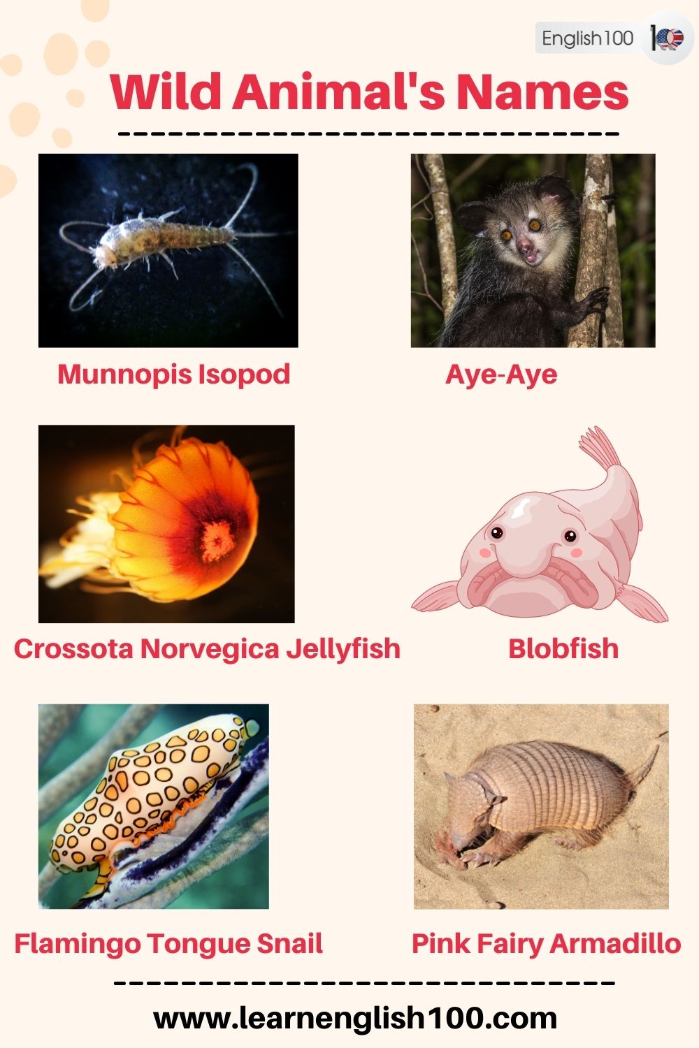 Wild Animals' Names