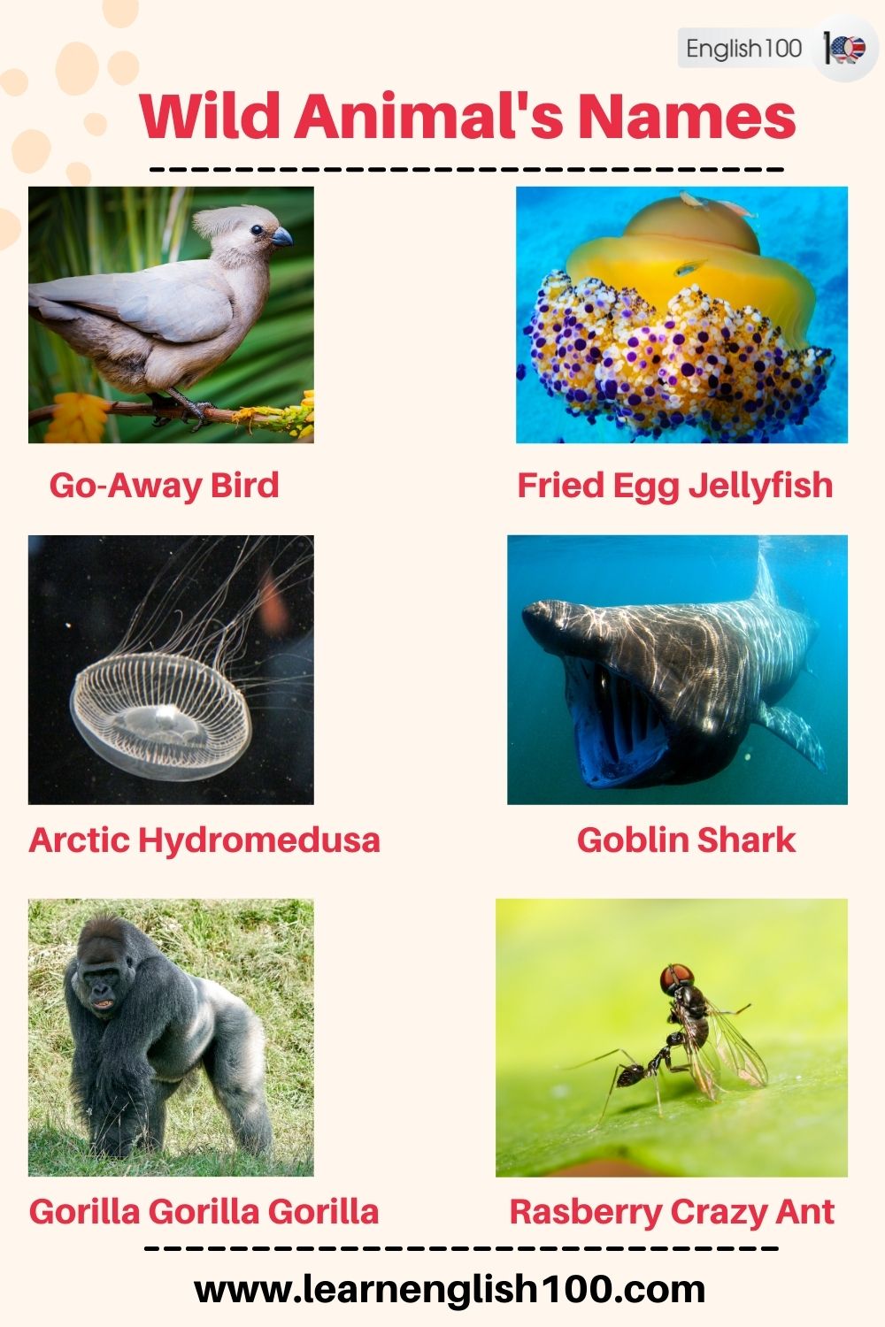 Wild Animals Names And Descriptions In English