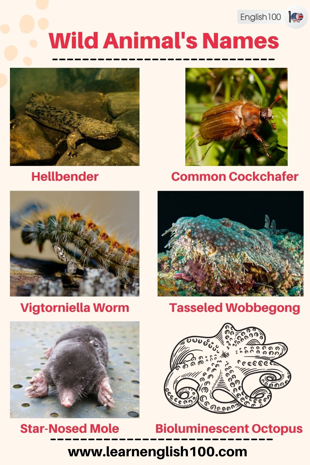 Wild Animals' Names