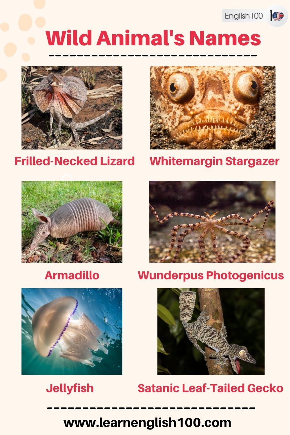 Wild Animals' Names